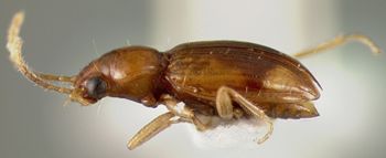 Media type: image;   Entomology 32153 Aspect: habitus lateral view 3